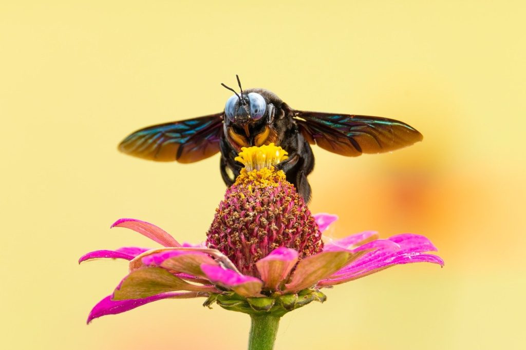 bee, insect, pollinate-7081014.jpg